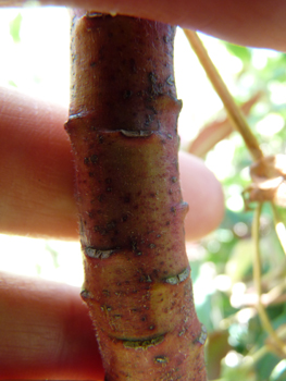Tige brun rougeâtre non feuillées à la base et dotée de ramifications sous l'ombelle florifère terminale. Agrandir dans une nouvelle fenêtre (ou onglet)